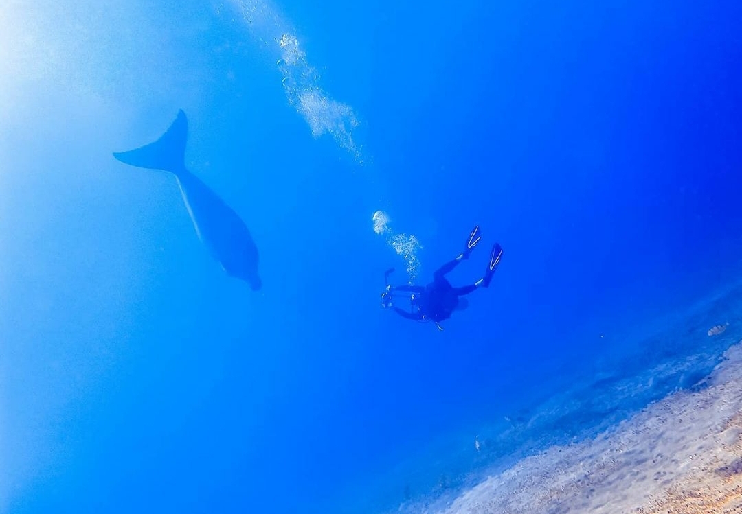Early Morning Dolphin Snorkeling Tour with Breakfast & Lunch
